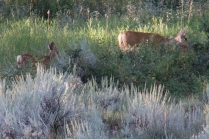 Mother Deer and Fawn Grazing