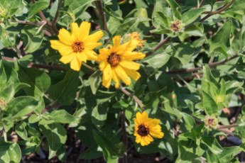 Yellow Daisylike Wildflower