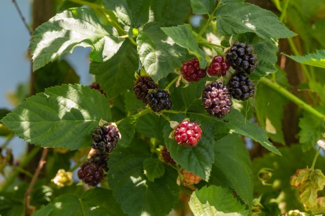 Boysenberries on the bush