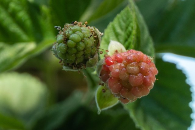Unripe boysenberries