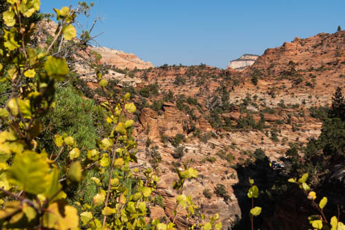Zion cliffs, yellow flowers i the foreground